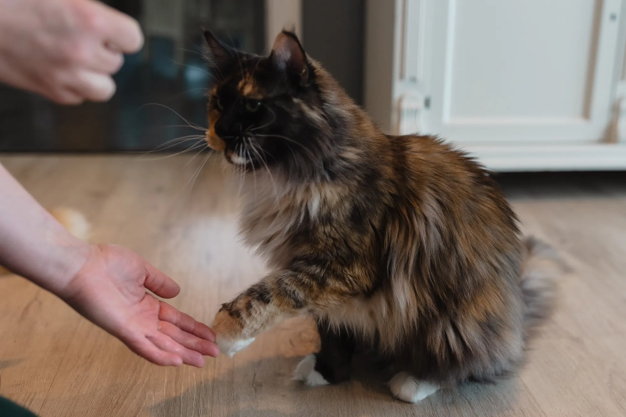 Verdens største katt?! Se bildene her!